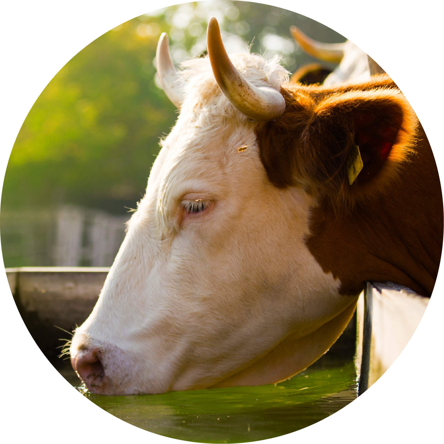 Image-Carousel_Livestock-Tanks_Cow